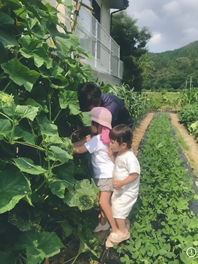 キュウリは畑にある日常
