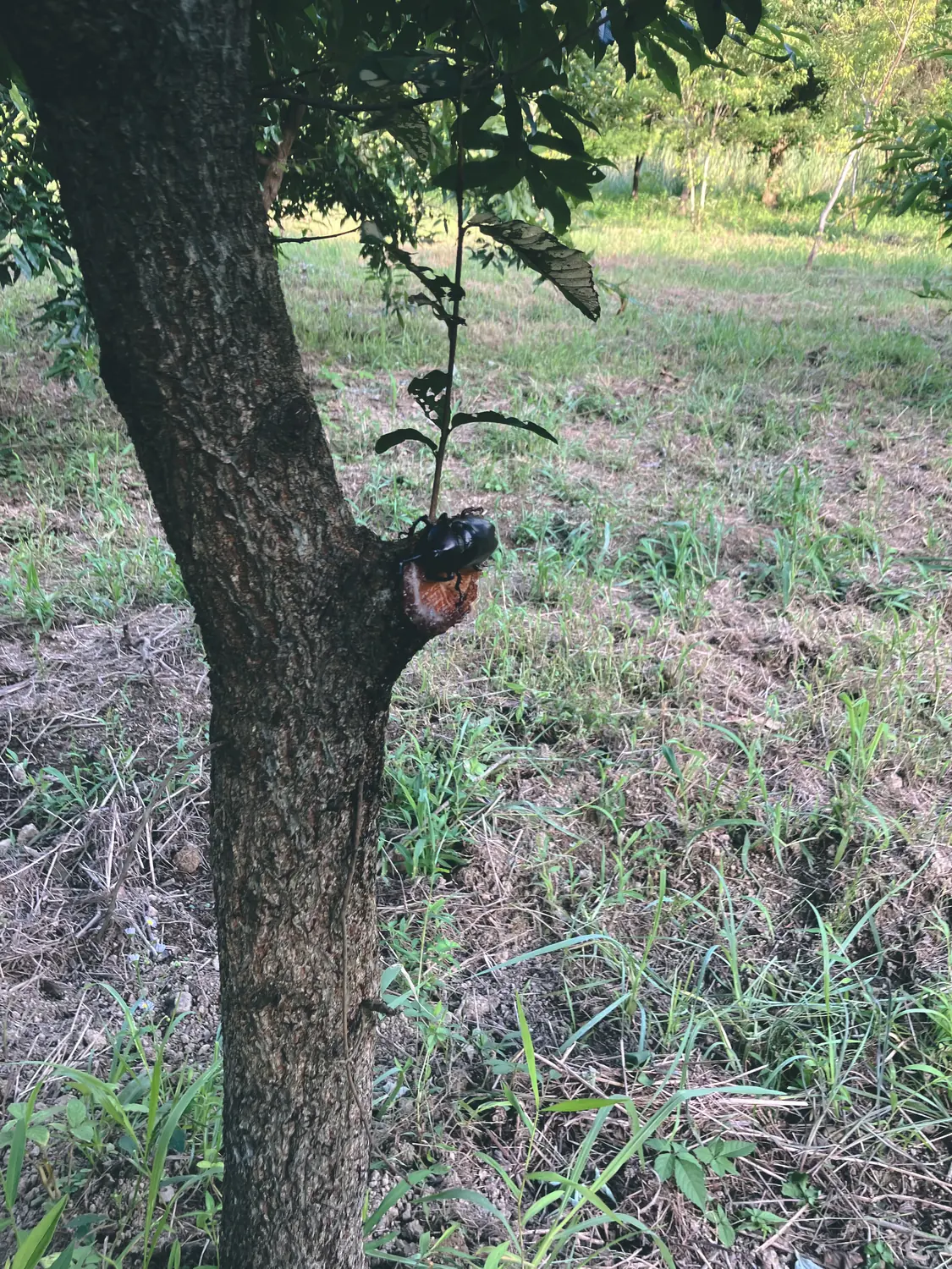 さらっと出会えるカブトムシ