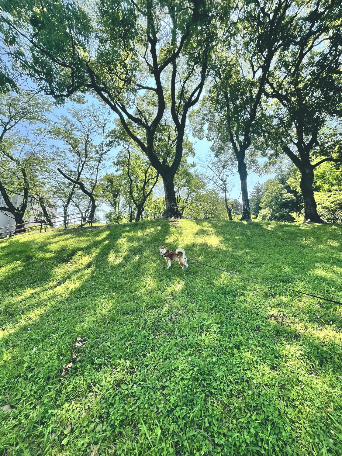 散歩