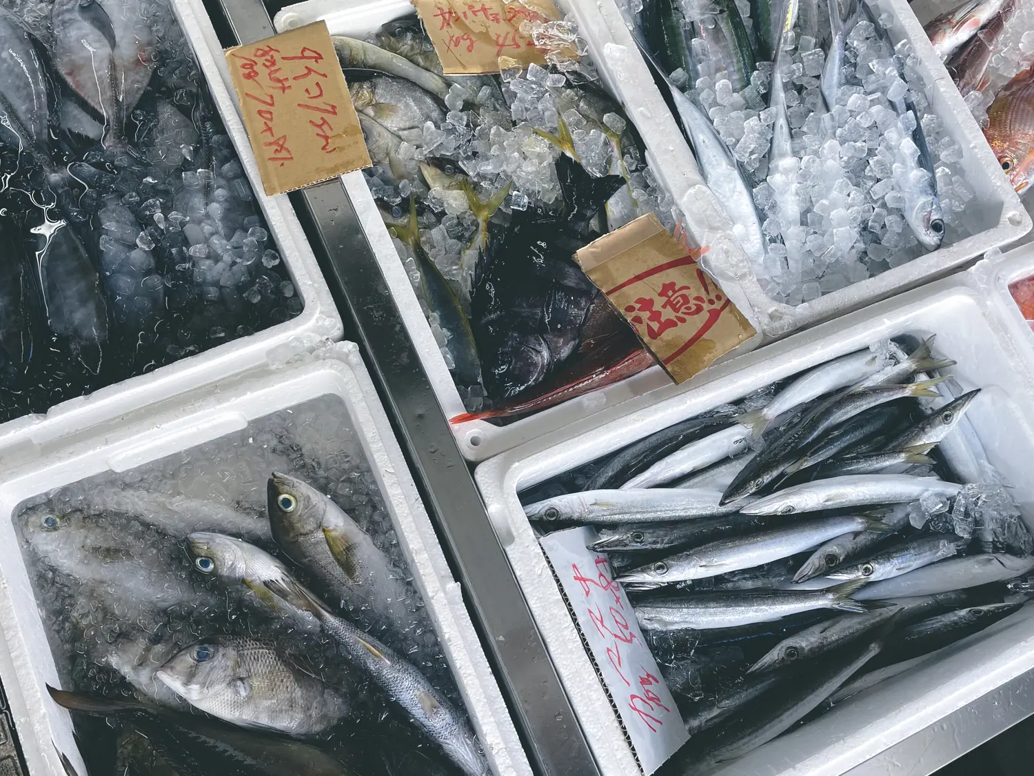 新鮮な魚