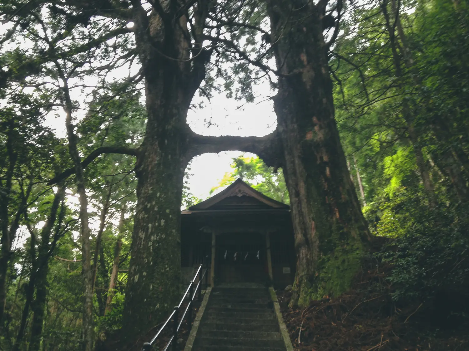 鳥居杉