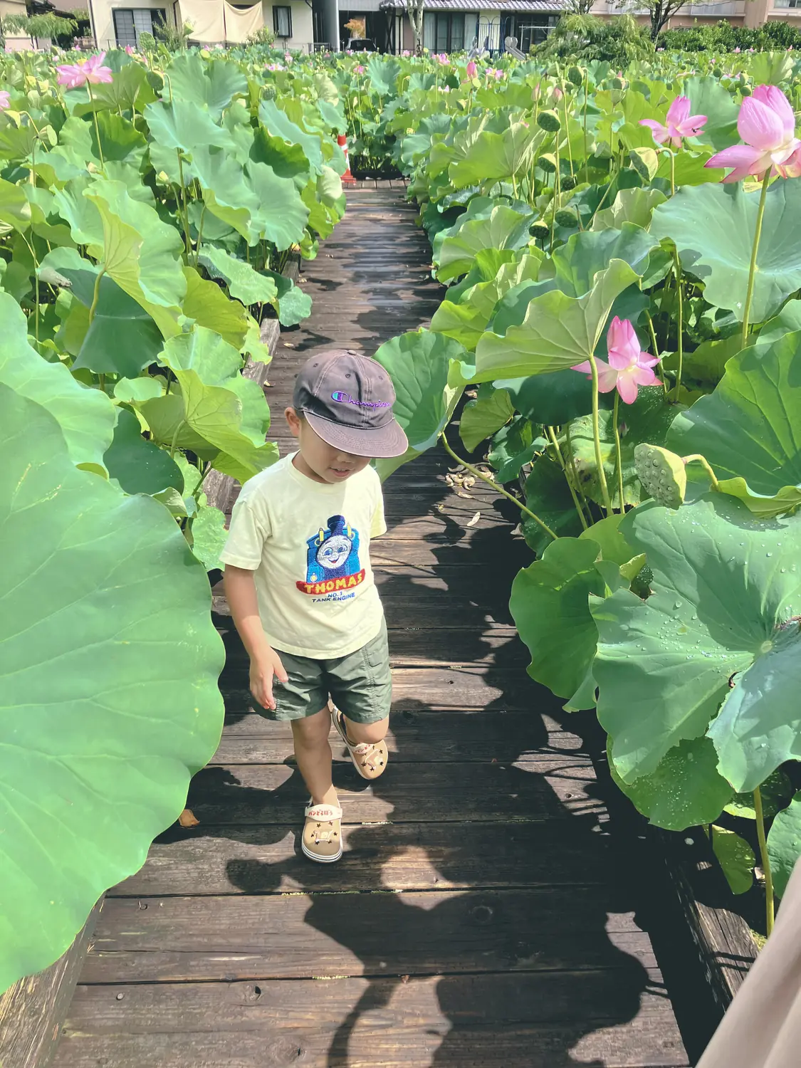 ハスの花に囲まれて