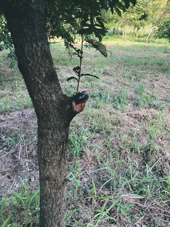 さらっと出会えるカブトムシ