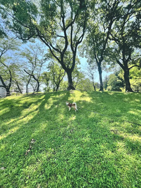 散歩