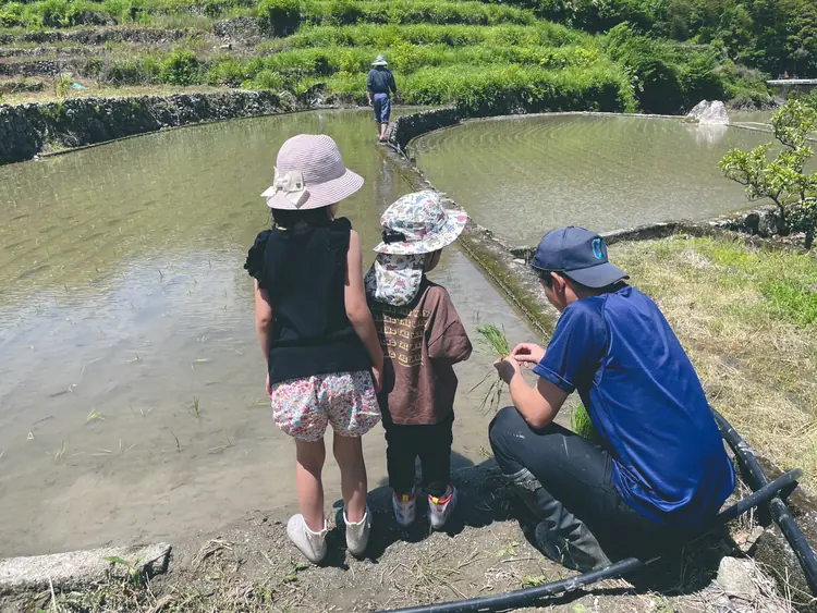 田植え体験