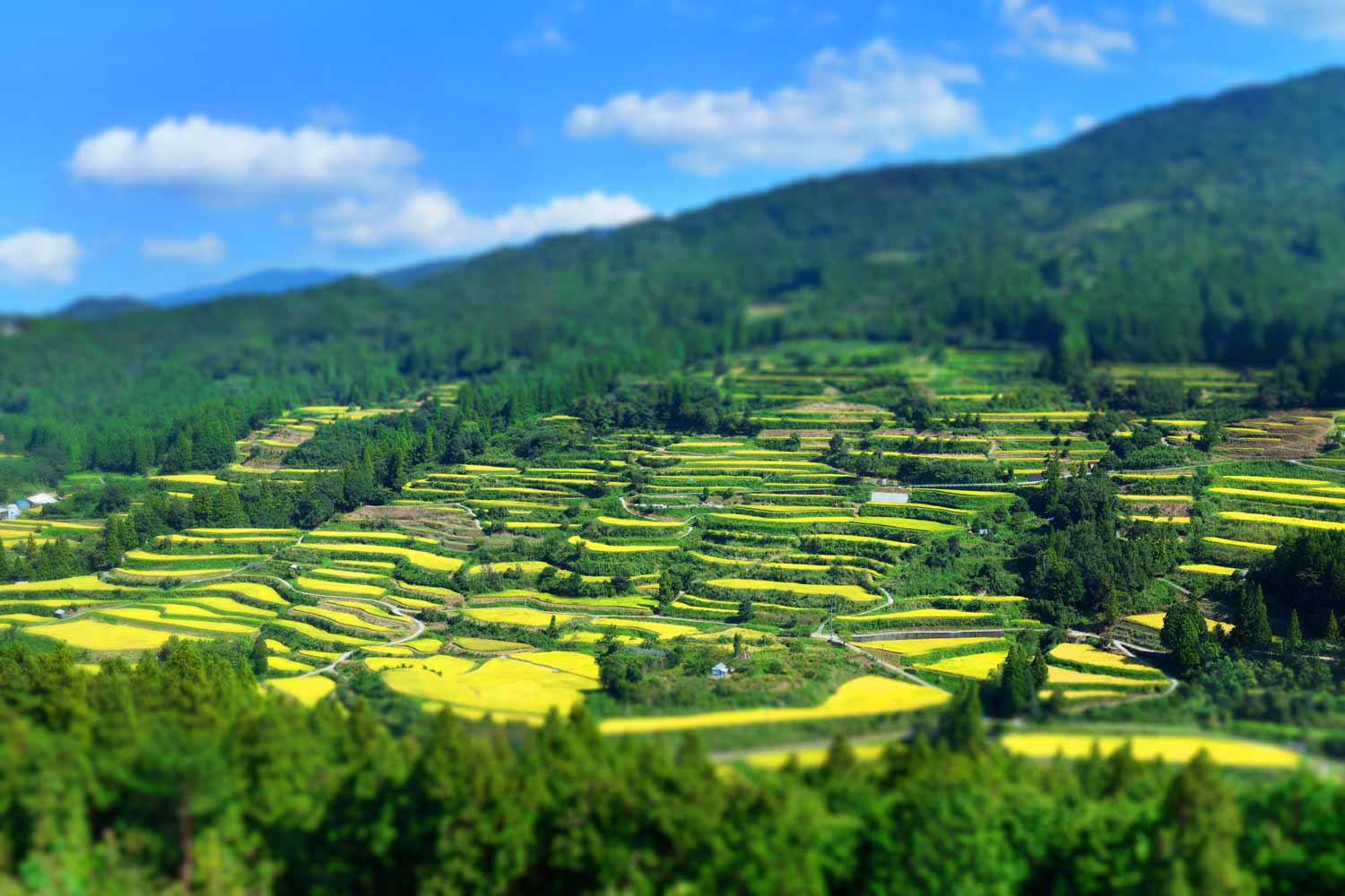 土佐町　棚田