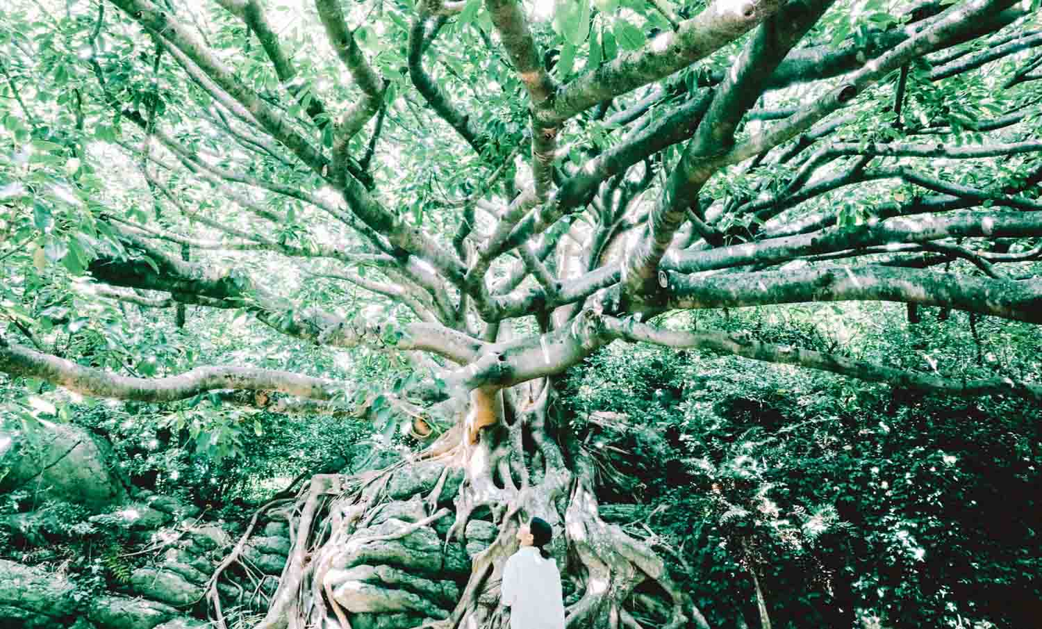 8月・室戸市「アコウの木」