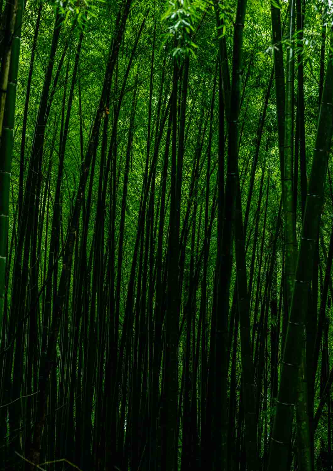 土佐町