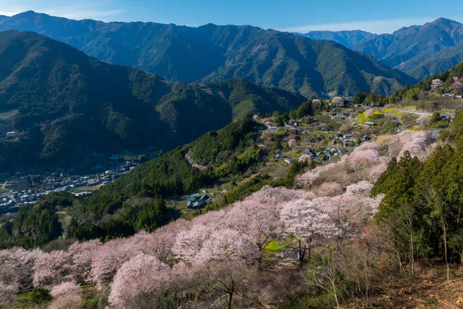 吾川郡仁淀川町　ひょうたん桜