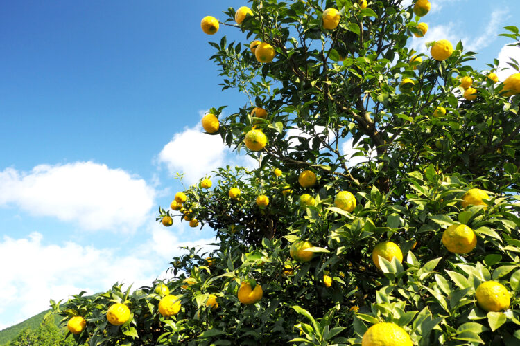 【万博で好評やったがよ！】～エキスポ侍 回顧録～＜第三弾：ゆずドリンク編＞